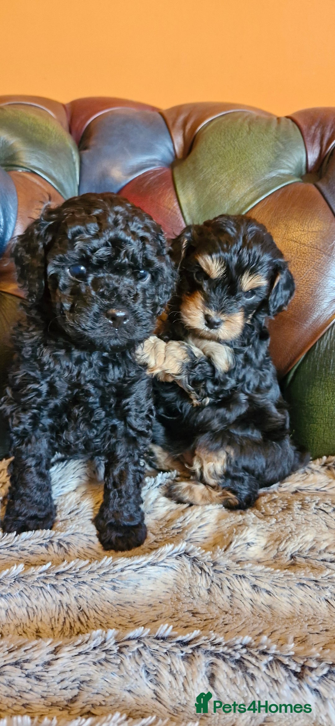 Cavapoo dogs for sale: Gorgeous f1b Cavapoo pups - Advert 8