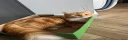 Maine Coon cats for sale: Kiki&Milo – Bonded Pair Looking for a Loving Home - Advert 28