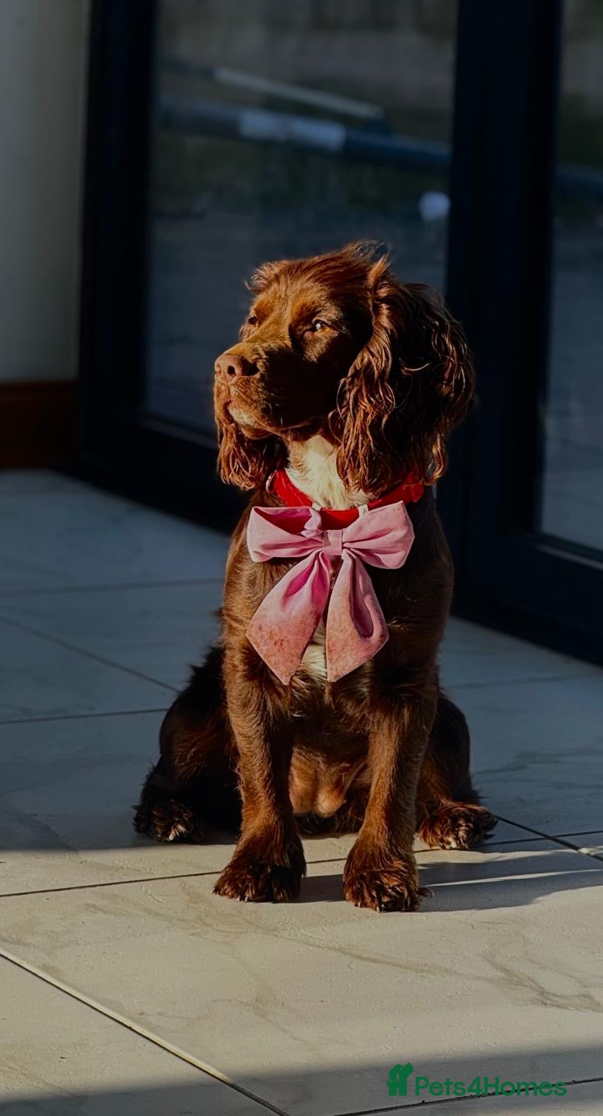 Cocker Spaniel dogs LAST ONE Cocker Spaniel Puppy. **Ready to go** - Advert 1