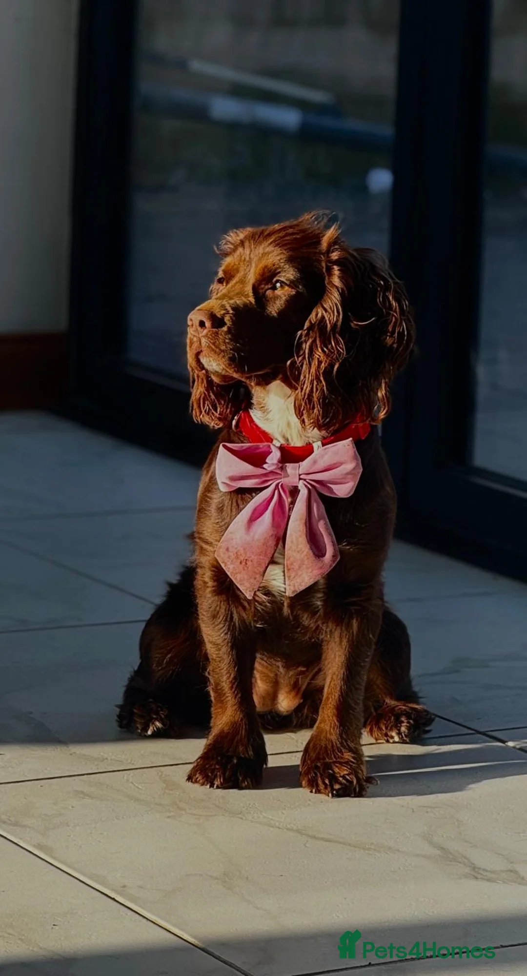 Cocker Spaniel dogs for sale: LAST ONE Cocker Spaniel Puppy. **Ready to go** - Advert 1