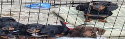 Dachshund dogs for sale: Dachshund  - Advert 7