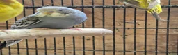Budgerigars birds for sale: Hens variety colors - Advert 9