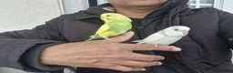 Budgerigars birds for sale: Super Hand Tamed Baby Budgie  - Advert 1