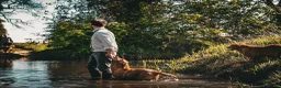 Golden Retriever dogs for sale: Beautiful Soft Gentle Golden Retrievers  in Sleaford - Advert 16
