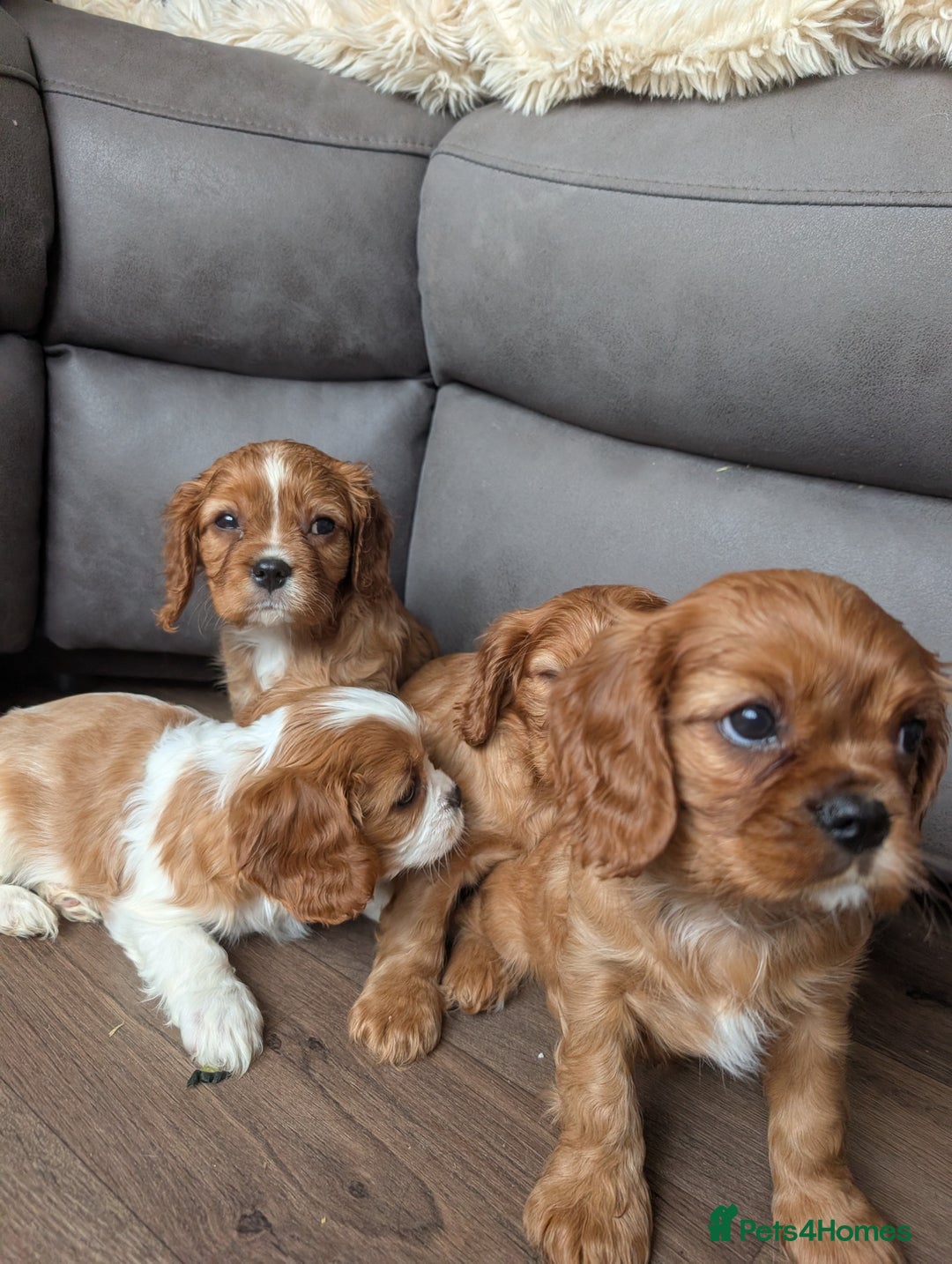 Cavalier King Charles Spaniel dogs for sale: 7 HEALTH TESTED & KC REG CAVALIERS - READY MONDAY - Advert 10