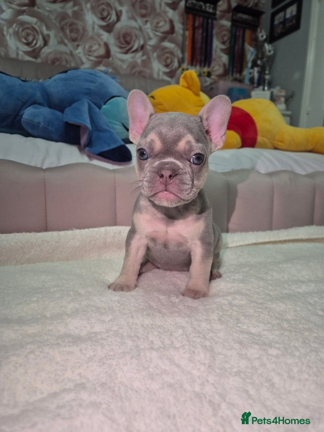 French Bulldog dogs for sale: Two Stunning Frenchie girl puppies left! - Advert 8