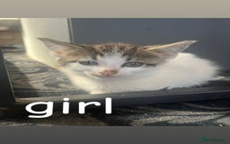 Mixed Breed cats for sale: 8 beautiful kittens for sale  - Image 5