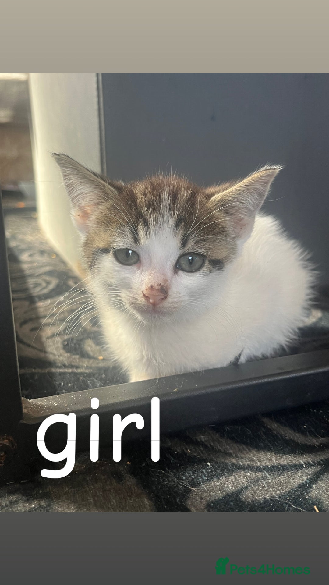 Mixed Breed cats for sale: 8 beautiful kittens for sale  - Image 5