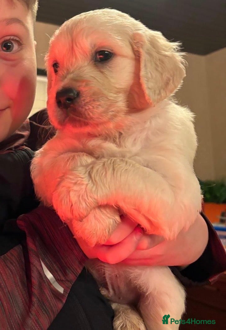 Golden Retriever dogs Golden Retriever Pups - Advert 7