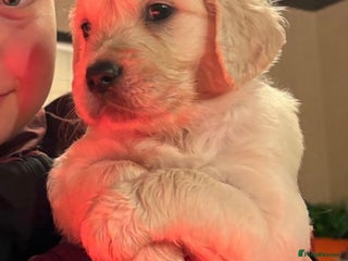 Golden Retriever dogs Golden Retriever Pups - Advert 7