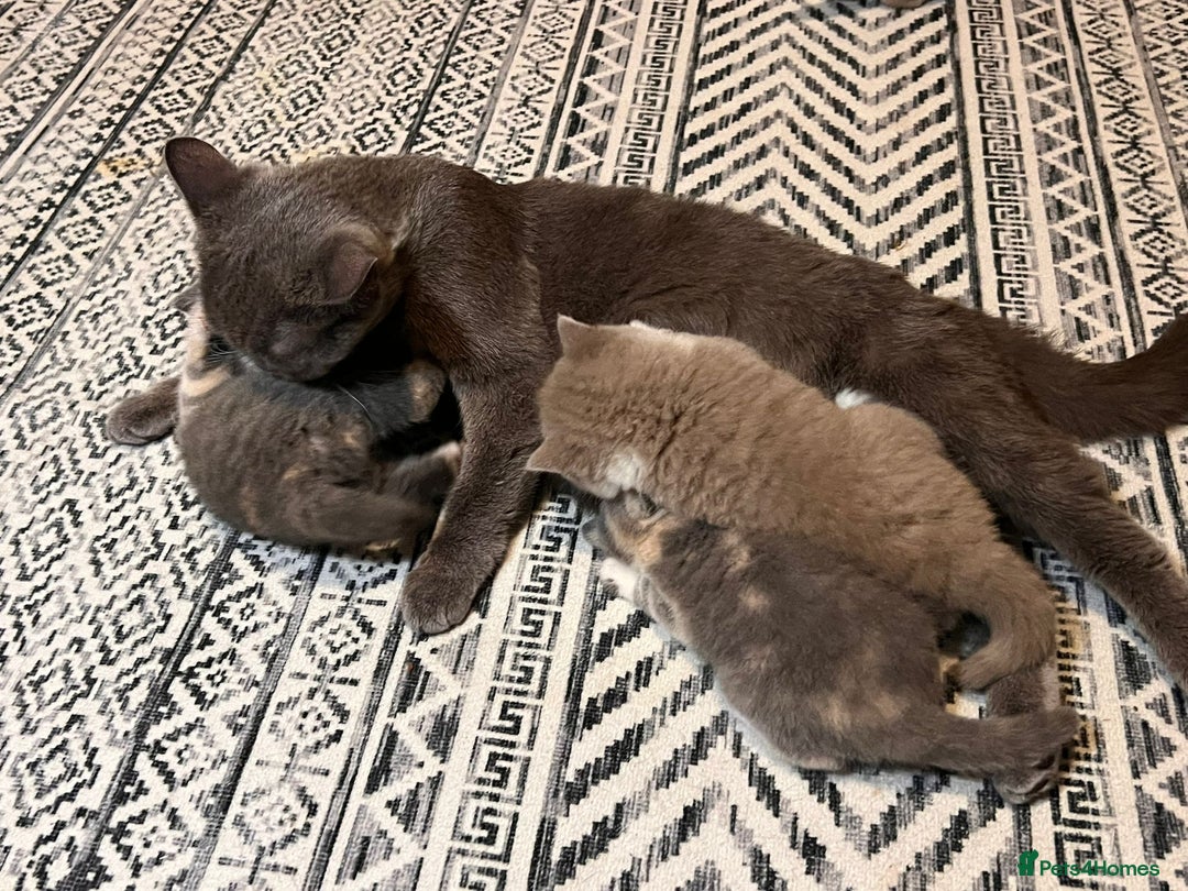 British Shorthair cats for sale: Multicolour GCCF Registered BSH kittens - Advert 4