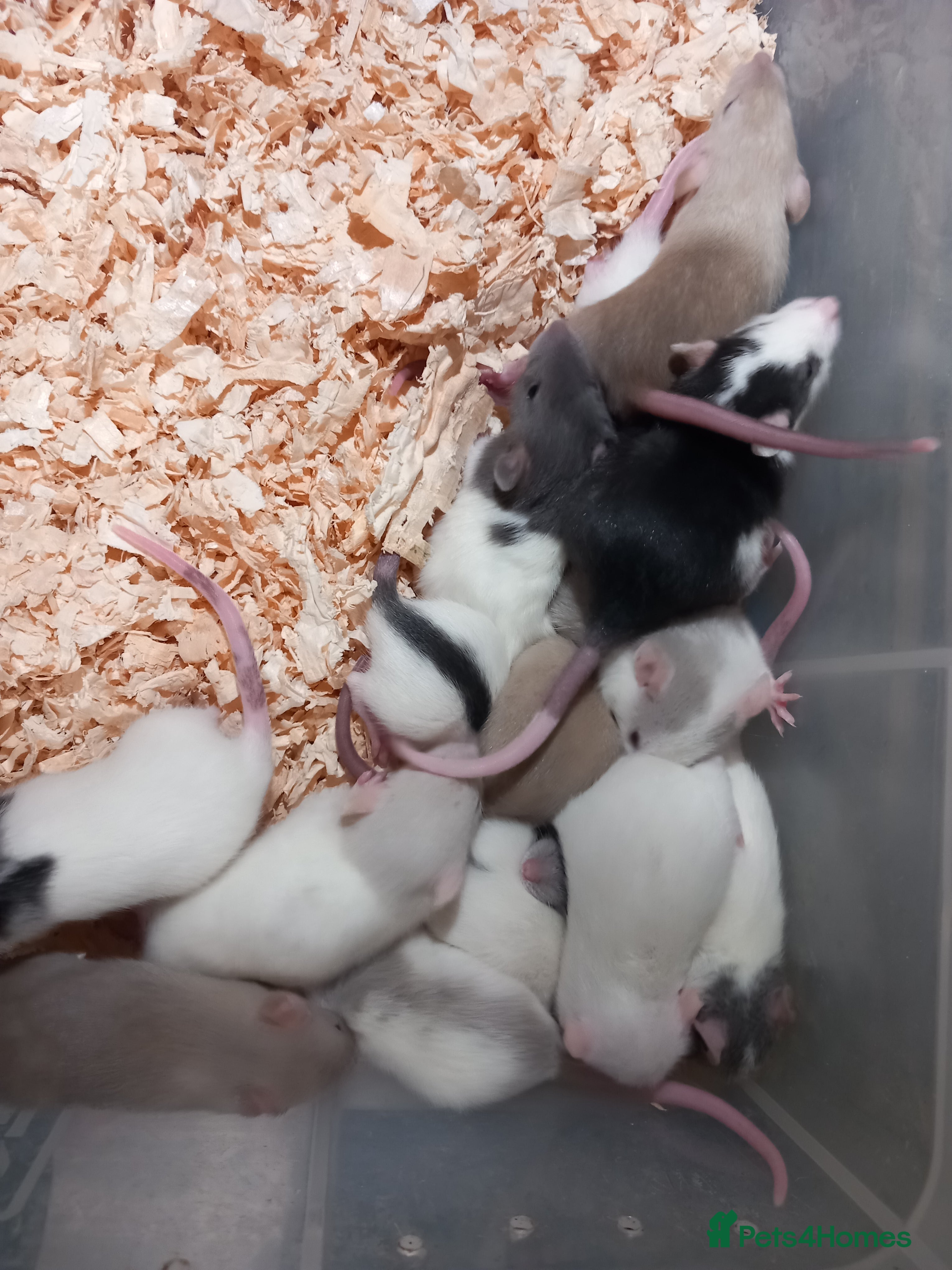 Rat rodents Fancy Rats  - Advert 4