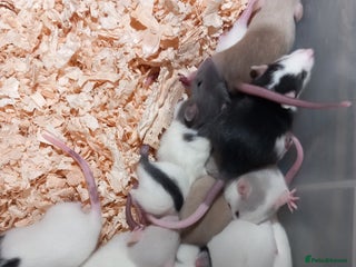 Rat rodents Fancy Rats - Advert 5