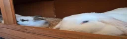 Mixed Breed rabbits for sale: Angora x French lop bunnies - Advert 2