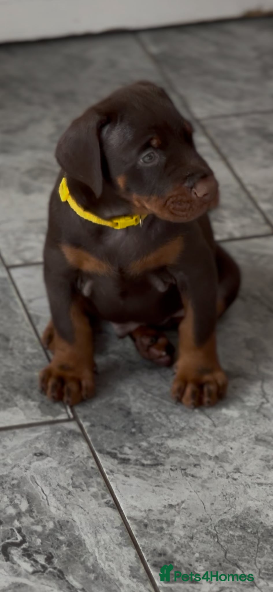 Dobermann dogs Large full European Doberman jab puppies - Advert 1