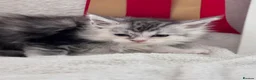 Maine Coon cats for sale: Gorgeous Pedigree Maine Coon Kittens GrCh Parents - Advert 10
