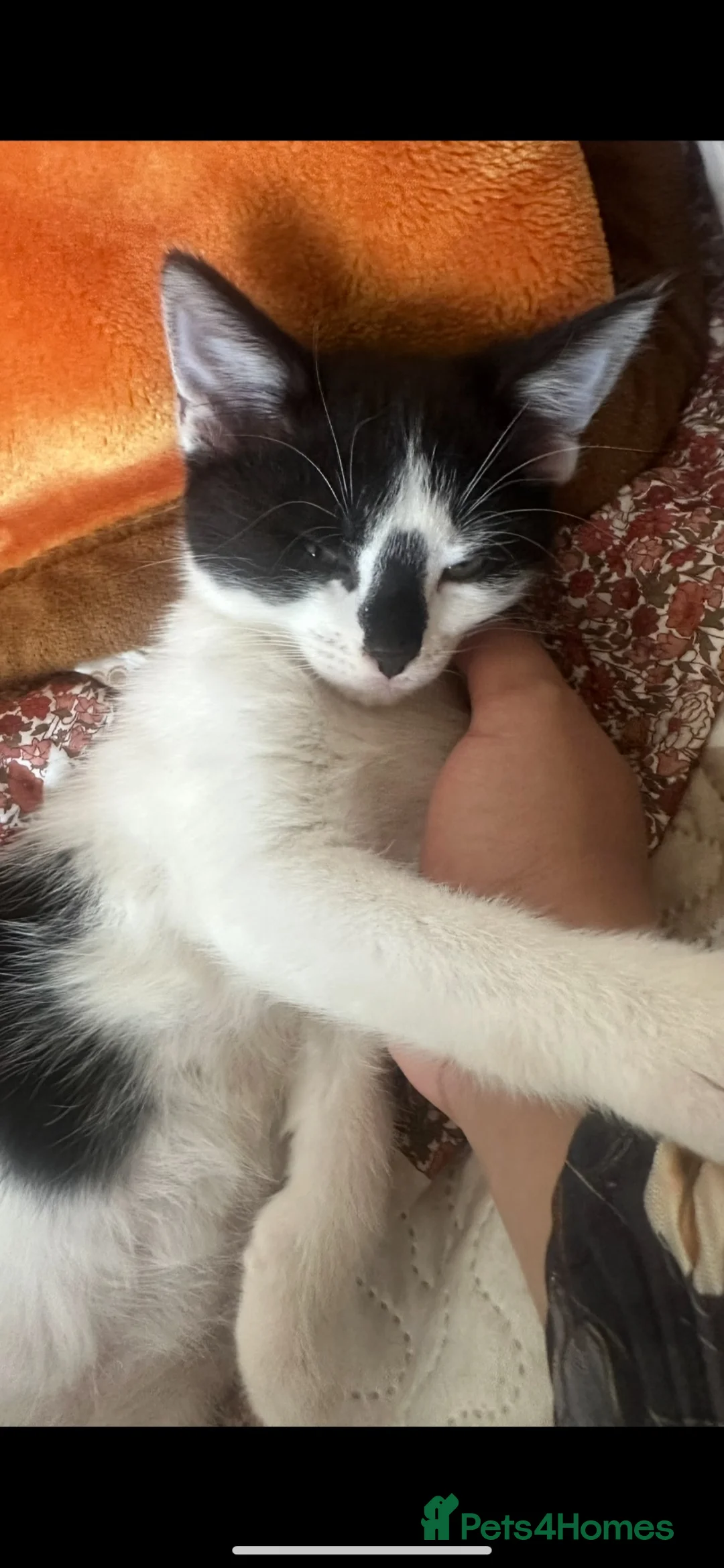 Mixed Breed cats for sale: Affectionate Mixed breed kittens for sale - Advert 2