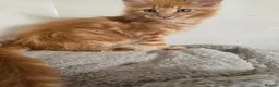 Maine Coon cats for sale: Full Mainecoon beautiful kittens  - Advert 19