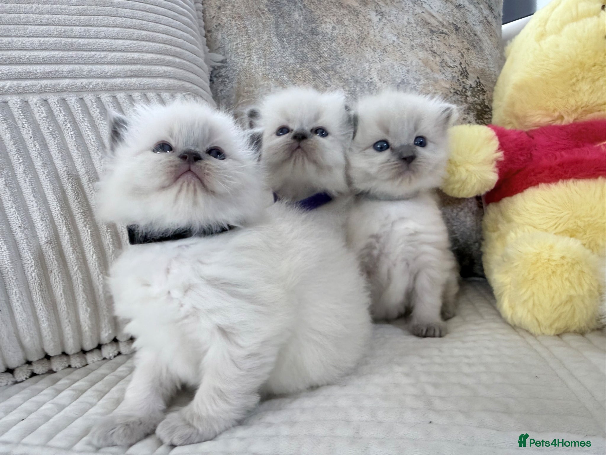 Ragdoll cats Blue Point Ragdoll Kittens for sale - Advert 5