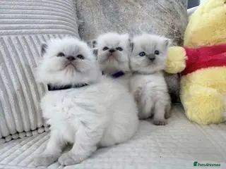 Ragdoll cats Blue Point Ragdoll Kittens for sale - Advert 1