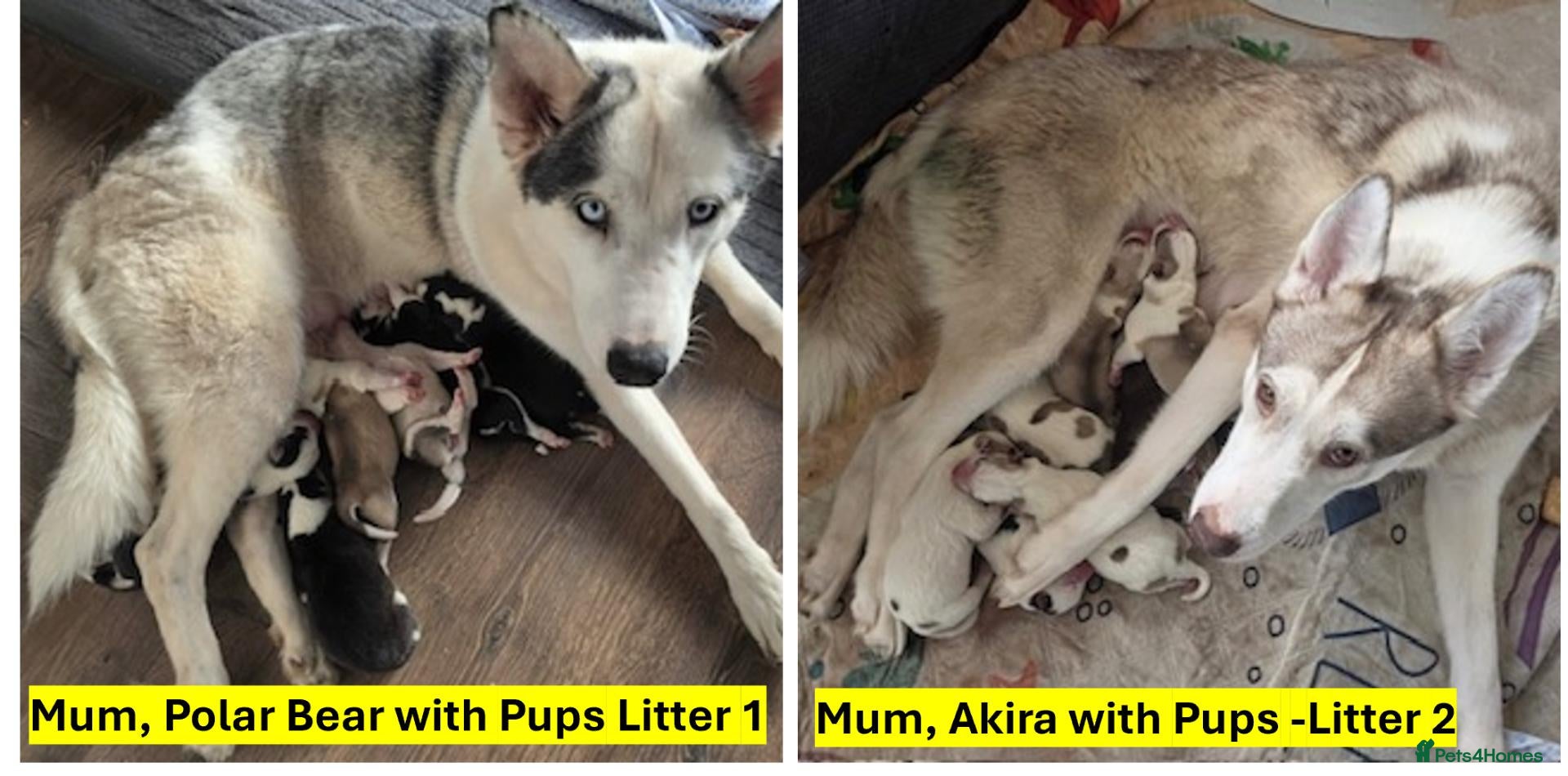 Siberian Husky dogs 🐾 Siberian Husky Puppies–Two Litters Available 🐾 - Advert 1