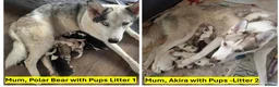Siberian Husky dogs for sale: 🐾 Siberian Husky Puppies–Two Litters Available 🐾 in Oldham - Advert 1