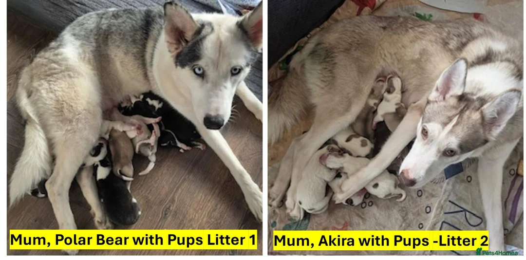 Siberian Husky dogs for sale: 🐾 Siberian Husky Puppies–Two Litters Available 🐾 in Oldham - Advert 1