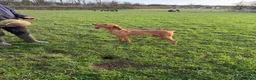 Hungarian Vizsla dogs for sale: Beautiful Kc registered litter available  - Advert 26