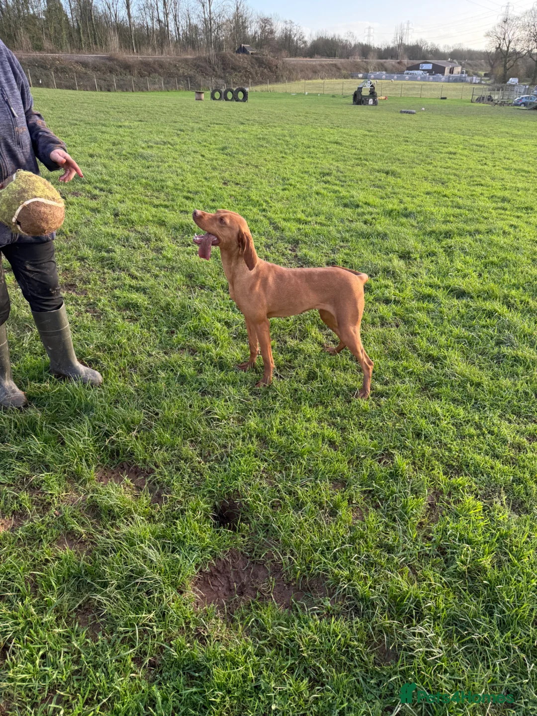 Hungarian Vizsla dogs for sale: Beautiful Kc registered litter available  - Advert 26