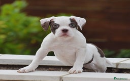 Old Tyme Bulldog dogs for sale: 23 YEARS TRUSTED EXPERTISE, ELITE 5🌟RATED,   - Image 3
