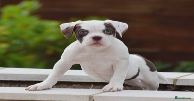 Old Tyme Bulldog dogs - Advert 5