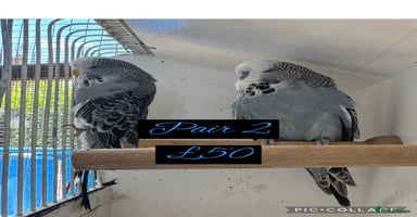 Budgerigars birds - Advert 7