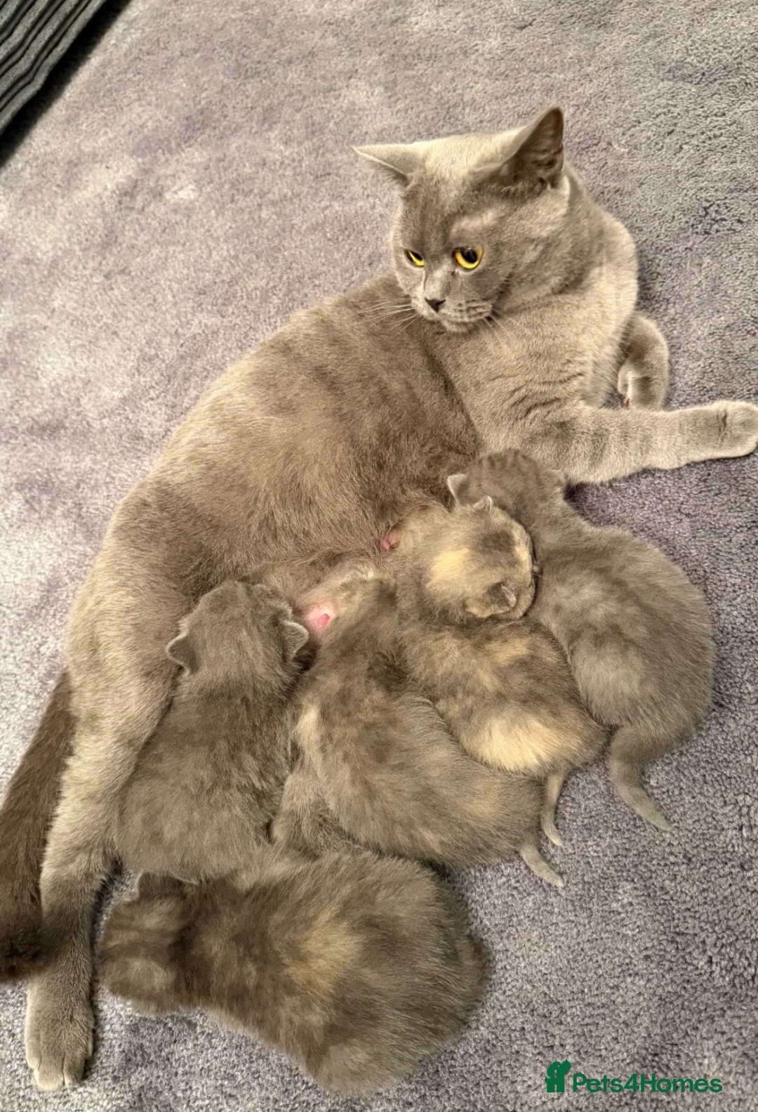 Scottish Fold cats for sale: Scottish fold in Cheltenham - Advert 8