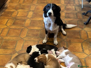 Mixed Breed dogs Borgi girls for sale. - Advert 1