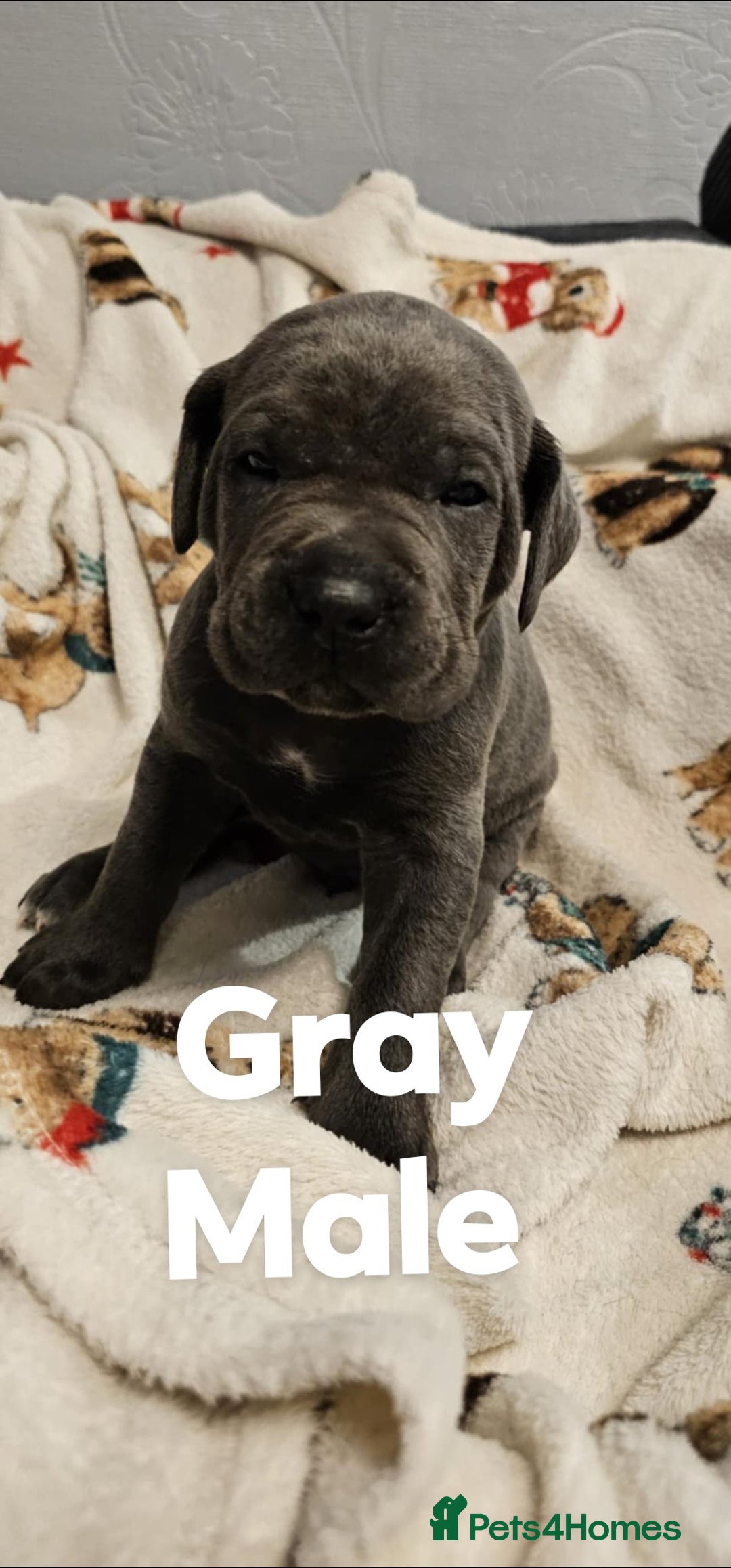 Cane Corso dogs for sale: Purebred Cane Corso Puppies – Ready to Reserve - Advert 8