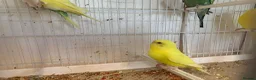 Budgerigars birds for sale: Budgies  - Advert 3