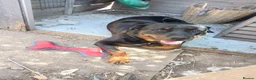 Rottweiler dogs for sale: 2 year old Rottweiler girl  in Loughborough - Advert 2
