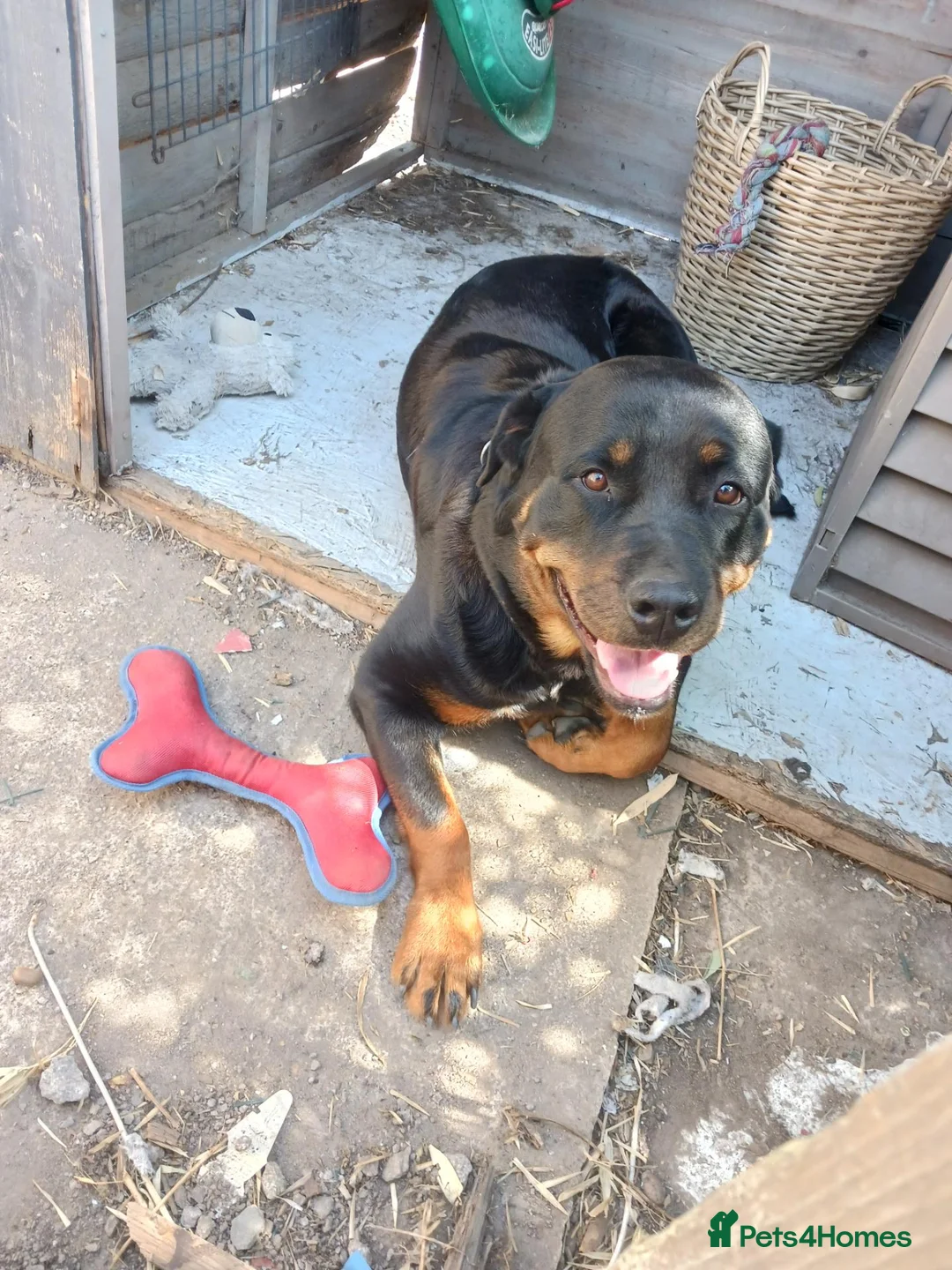 Rottweiler dogs for sale: 2 year old Rottweiler girl  in Loughborough - Advert 2