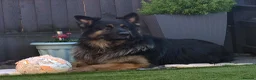German Shepherd dogs for stud: German shepherd FOR STUD fee to be negotiated - Advert 2