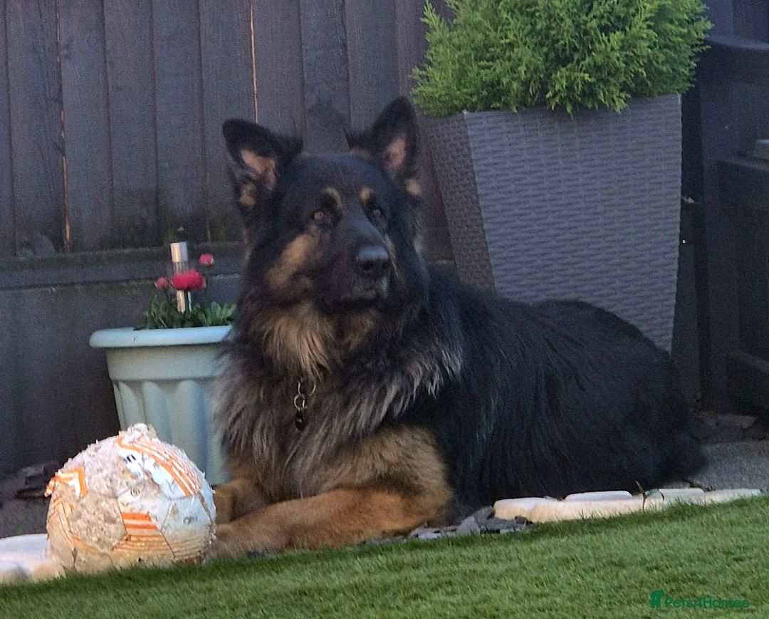 German Shepherd dogs for stud: German shepherd FOR STUD fee to be negotiated - Advert 2