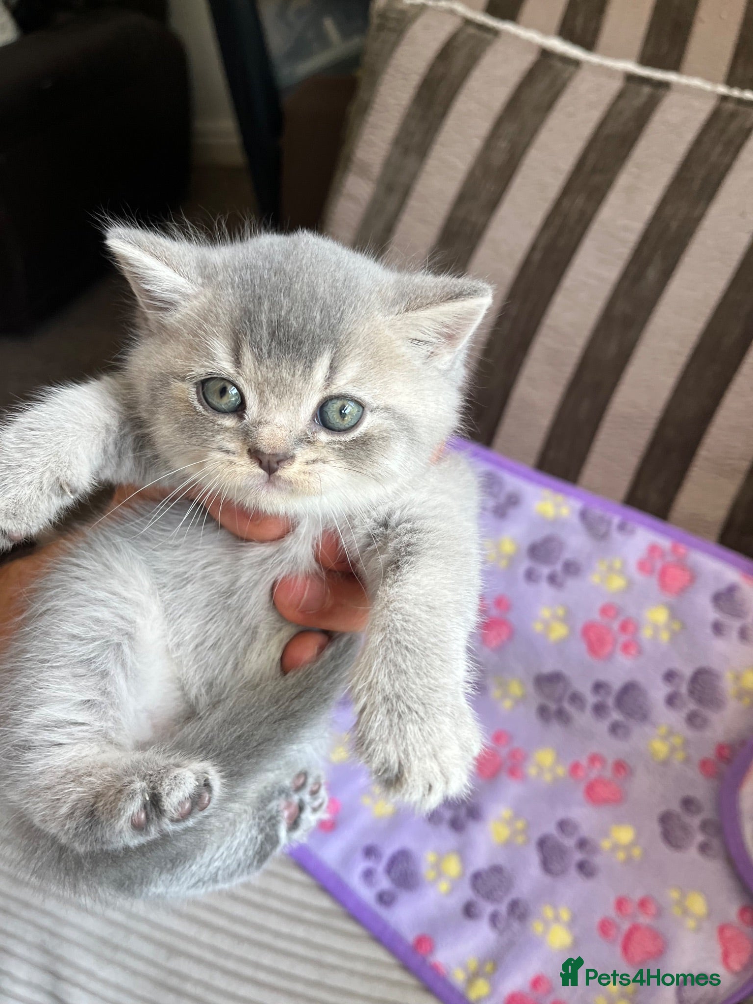 British Shorthair cats Imperial Grand Champion Parent & Grandparents. - Advert 2