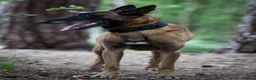 Belgian Shepherd Dog dogs for sale: Belgian Malinois available for active home  in Reading - Advert 6