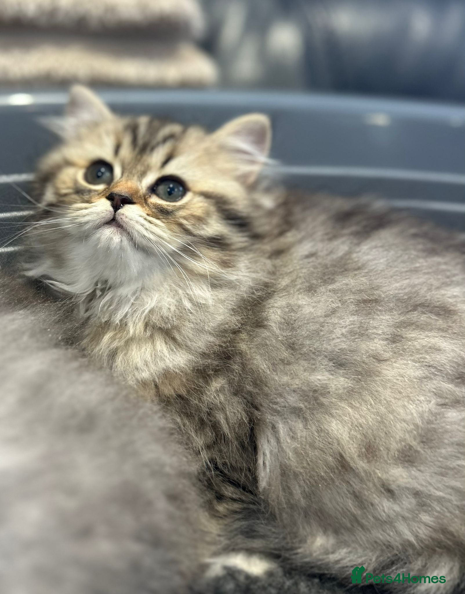 British Longhair cats GCCF Registered British Longhaired Kittens  - Advert 2