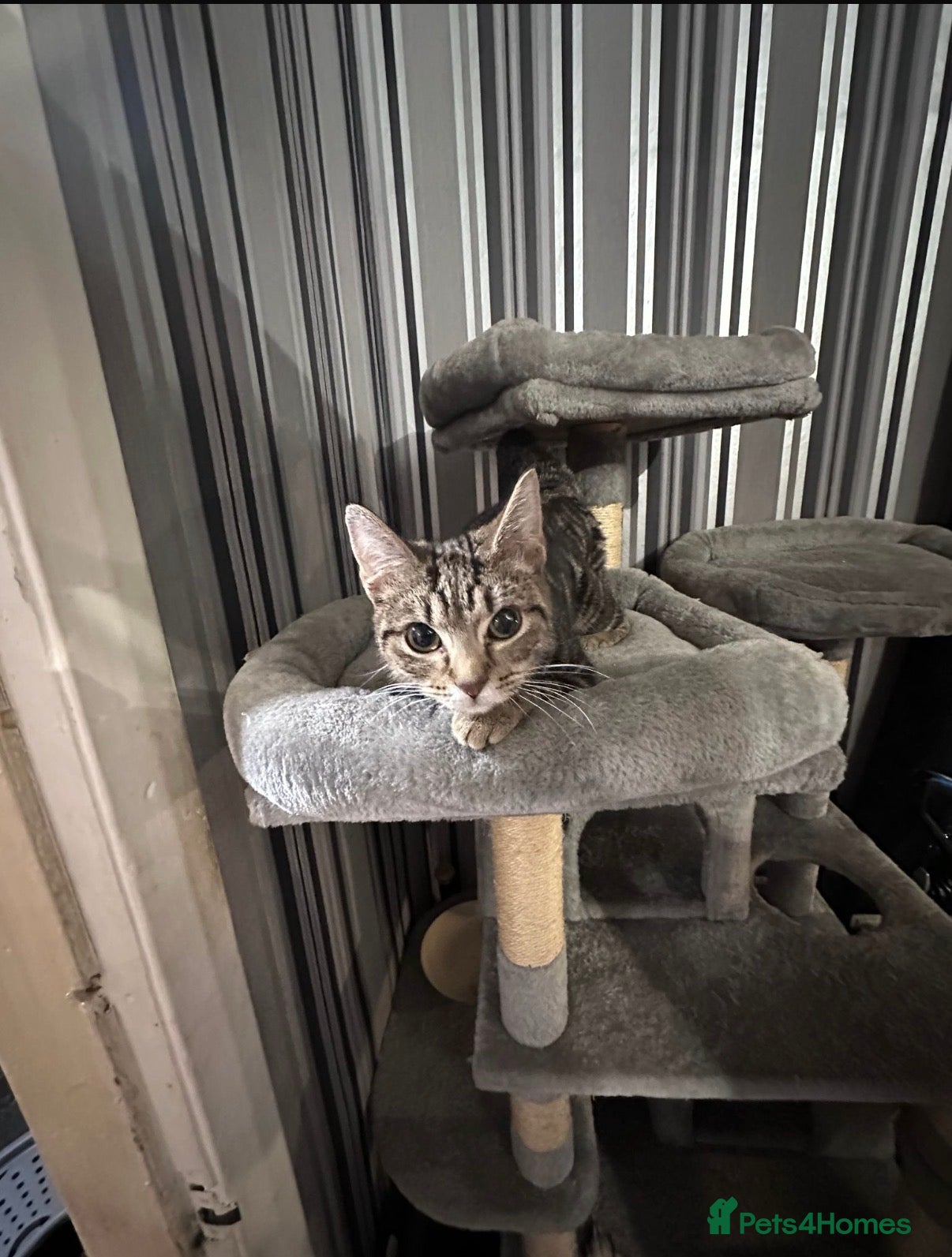 Domestic Shorthair cats Looking for their homes  - Advert 1