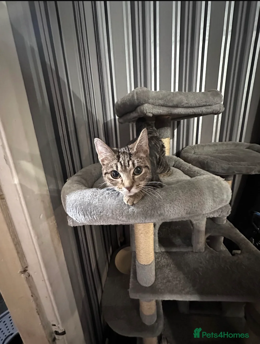 Domestic Shorthair cats for sale: Looking for their homes  - Advert 1