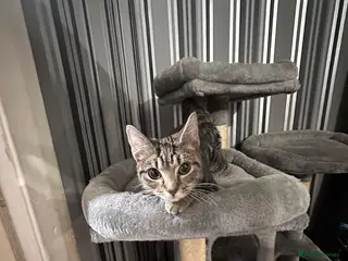 Domestic Shorthair cats Looking for their homes - Advert 1