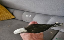 Cockatiels birds for sale: Hand tame cockatiel chicks  - Image 18