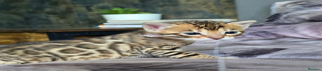 Bengal Kitten 3