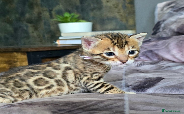 Bengal cats - Advert 10
