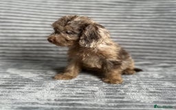 Cockapoo dogs for sale: Beautiful cockapoos looking for forever homes - Image 4